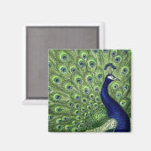 Peacock Magneet (Voorkant / Achterkant)