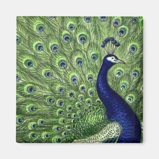 Peacock Magneet (Voorkant)