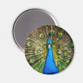 Peacock Magnet (Voorkant / Achterkant)