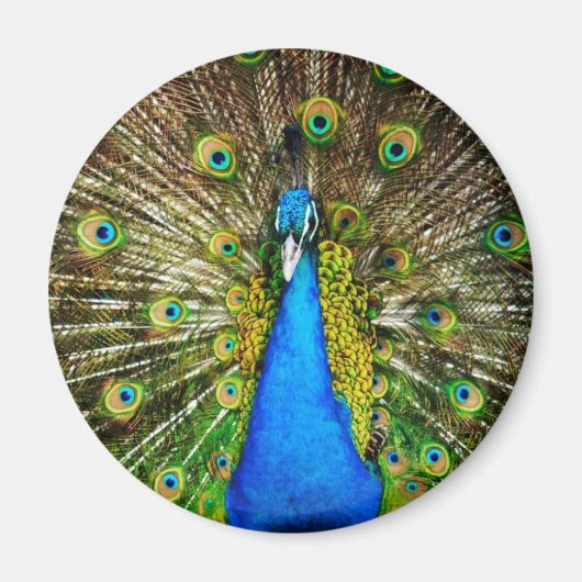 Peacock Magnet (Voorkant)