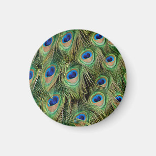 Peacock Magnet