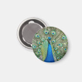 Peacock Magnet (Voorkant / Achterkant)
