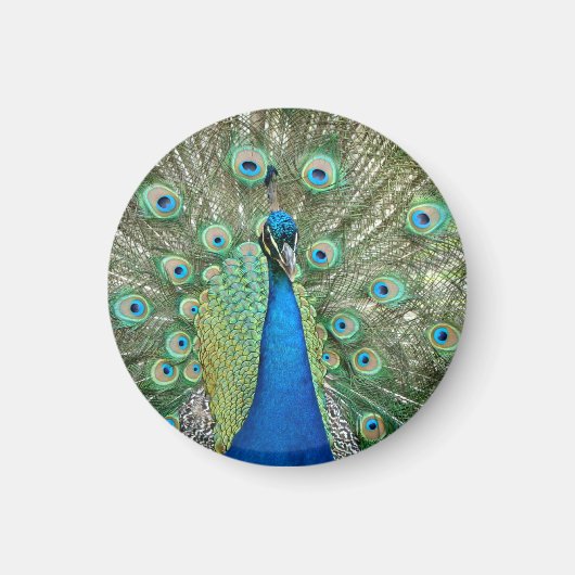 Peacock Magnet (Voorkant)