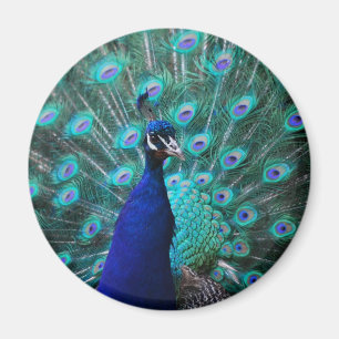  Peacock Magnet