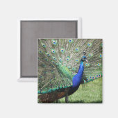 Peacock magnet (Voorkant / Achterkant)