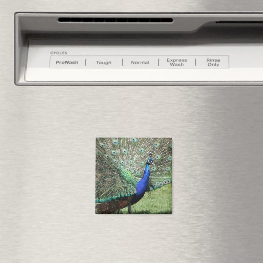 Peacock magnet (Insitu (Vaatwasser))