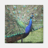 Peacock magnet (Voorkant)