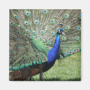 Peacock magnet