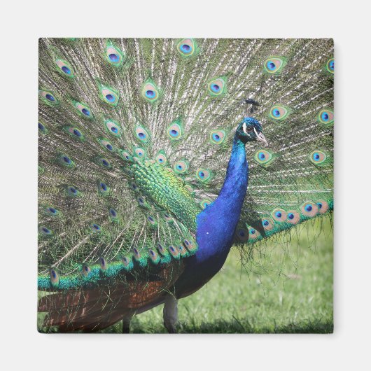 Peacock magnet (Voorkant)
