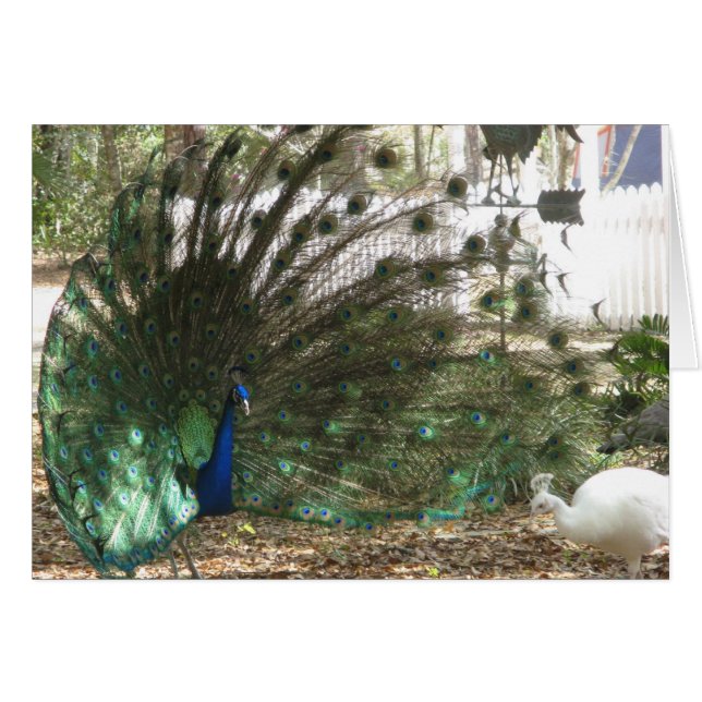 Peacock Malea en Albino Peahen Birds (Voorkant Horizontaal)
