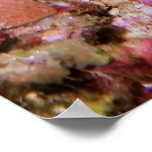 Peacock Mantis Shrimp-Gilis Poster (Hoek)