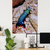 Peacock Mantis Shrimp-Gilis Poster (Thuiskantoor)