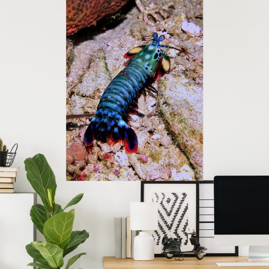 Peacock Mantis Shrimp-Gilis Poster (Thuiskantoor)