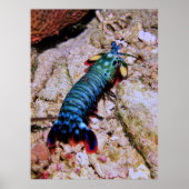 Peacock Mantis Shrimp-Gilis Poster (Voorkant)
