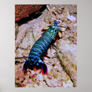 Peacock Mantis Shrimp-Gilis Poster