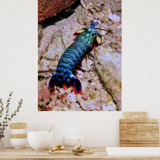 Peacock Mantis Shrimp-Gilis Poster (Keuken)
