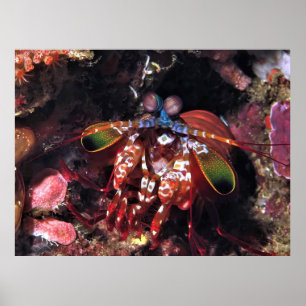 Peacock Mantis Shrimp Poster