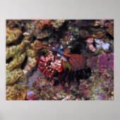 Peacock Mantis Shrimp Poster (Voorkant)