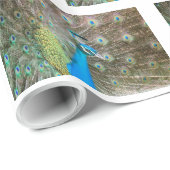 Peacock met Feathers Fanned - Wildlife Bird Foto Cadeaupapier (Rol Hoek)