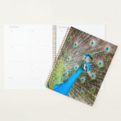 Peacock met Feathers Fanned - Wildlife Bird Foto Planner (Display)