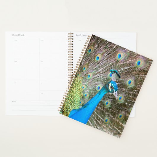 Peacock met Feathers Fanned - Wildlife Bird Foto Planner (Display)