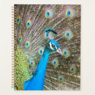 Peacock met Feathers Fanned - Wildlife Bird Foto Planner