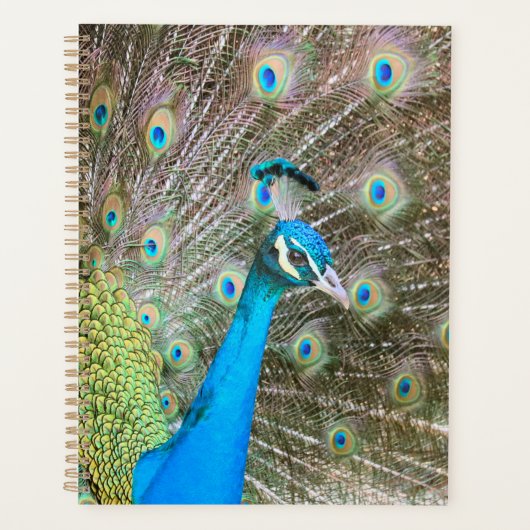 Peacock met Feathers Fanned - Wildlife Bird Foto Planner (Voorkant)
