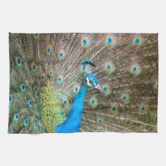 Peacock met Feathers Fanned - Wildlife Bird Foto Theedoek