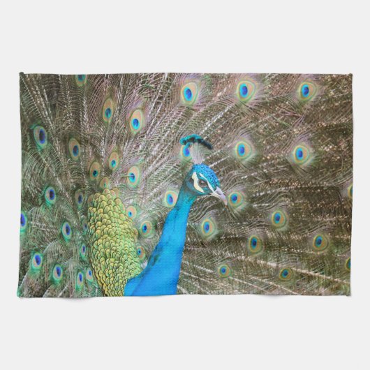 Peacock met Feathers Fanned - Wildlife Bird Foto Theedoek (Horizontaal)