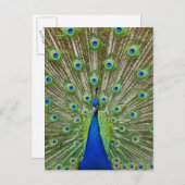 Peacock met haar veren, als deel van een briefkaart (Voorkant / Achterkant)