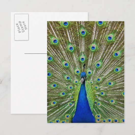 Peacock met haar veren, als deel van een briefkaart (Voorkant / Achterkant)