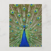Peacock met haar veren, als deel van een briefkaart (Voorkant)