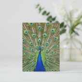 Peacock met haar veren, als deel van een briefkaart (Staand voorkant)
