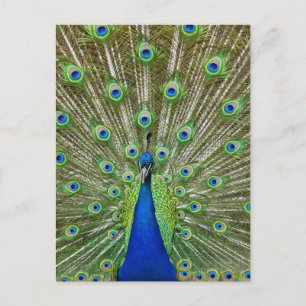 Peacock met haar veren, als deel van een briefkaart