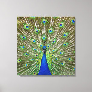 Peacock met haar veren, als deel van een canvas afdruk