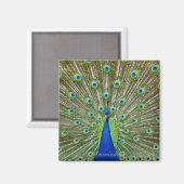Peacock met haar veren, als deel van een magneet (Voorkant / Achterkant)