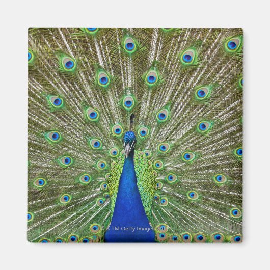 Peacock met haar veren, als deel van een magneet (Voorkant)