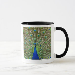 Peacock met haar veren, als deel van een mok