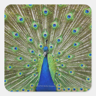Peacock met haar veren, als deel van een vierkante sticker