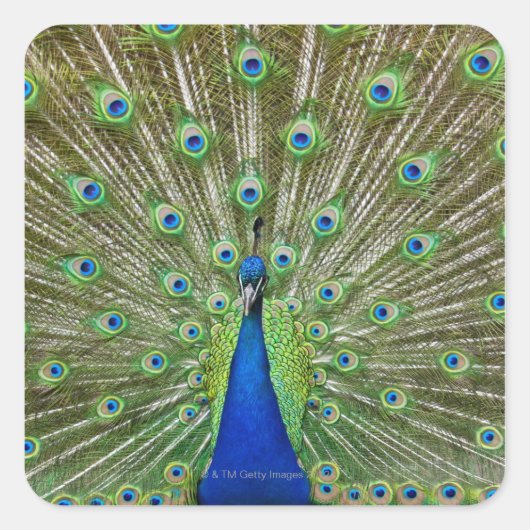 Peacock met haar veren, als deel van een vierkante sticker (Voorkant)