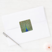 Peacock met haar veren, als deel van een vierkante sticker (Envelop)