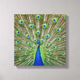 Peacock met haar veren canvas afdruk