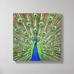Peacock met haar veren canvas afdruk