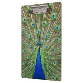 Peacock met haar veren klembord (Links)