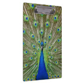 Peacock met haar veren klembord (Rechts)