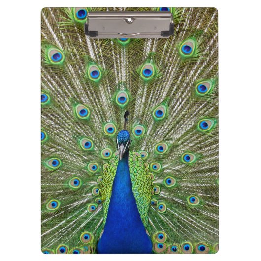 Peacock met haar veren klembord (Voorkant)