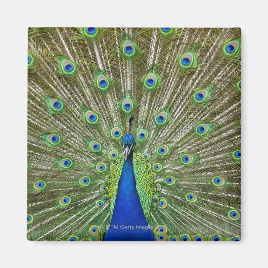 Peacock met haar veren magneet (Voorkant)