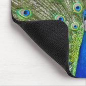 Peacock met haar veren muismat (Hoek)