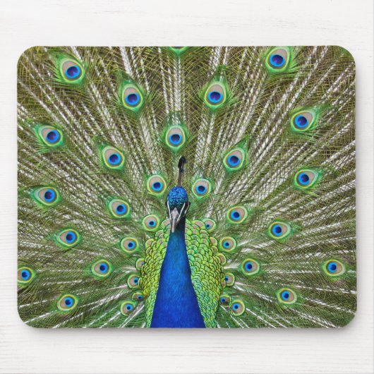 Peacock met haar veren muismat (Voorkant)