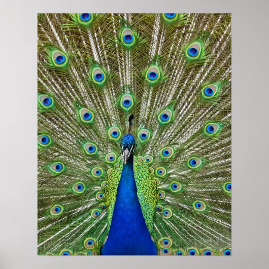 Peacock met haar veren poster (Voorkant)